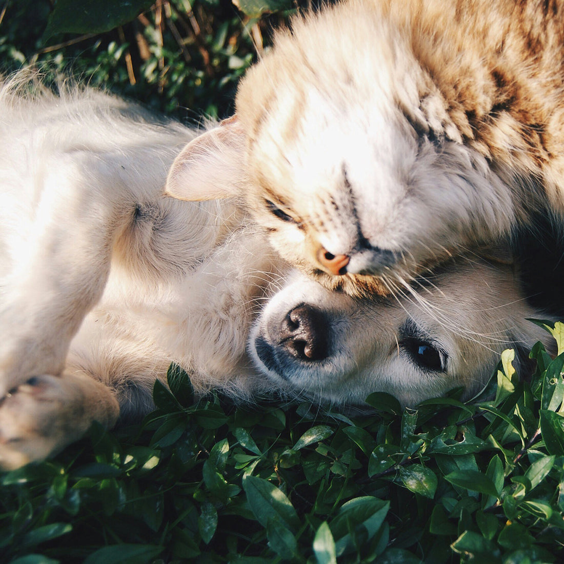 Beneficios del Cuidado de la Microbiota Oral en Mascotas