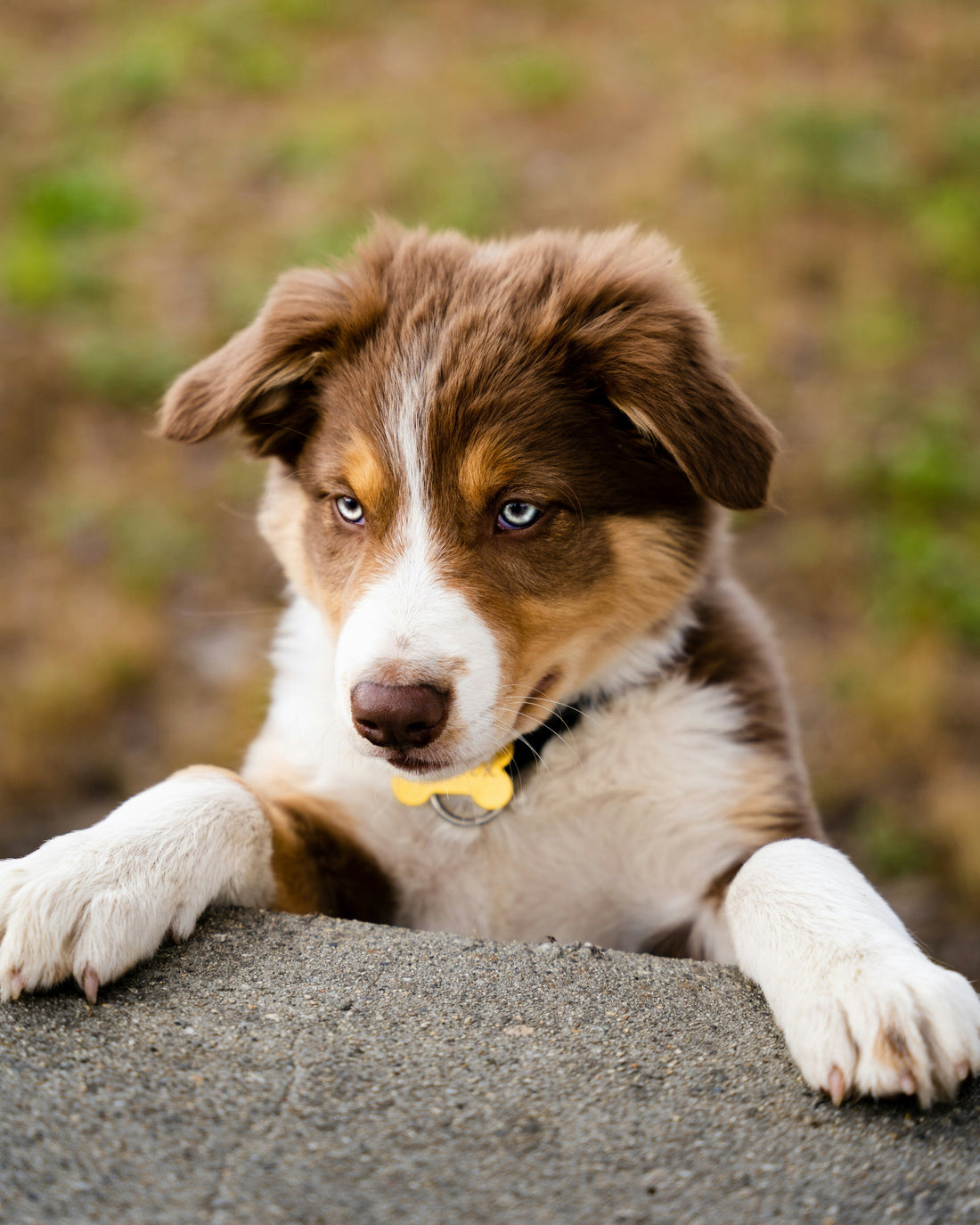 Perro mestizo jugando – inteligencia y características destacadas
