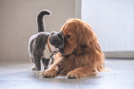 Frascos de cosmética natural para mascotas – errores comunes en el uso