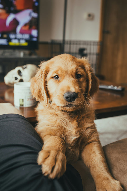 Cuidado de la nariz, hocicos y almohadillas en perros: Protegiendo a tu mejor amigo