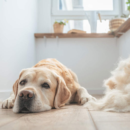 Cepillado de perro en casa – control de la muda con productos naturales