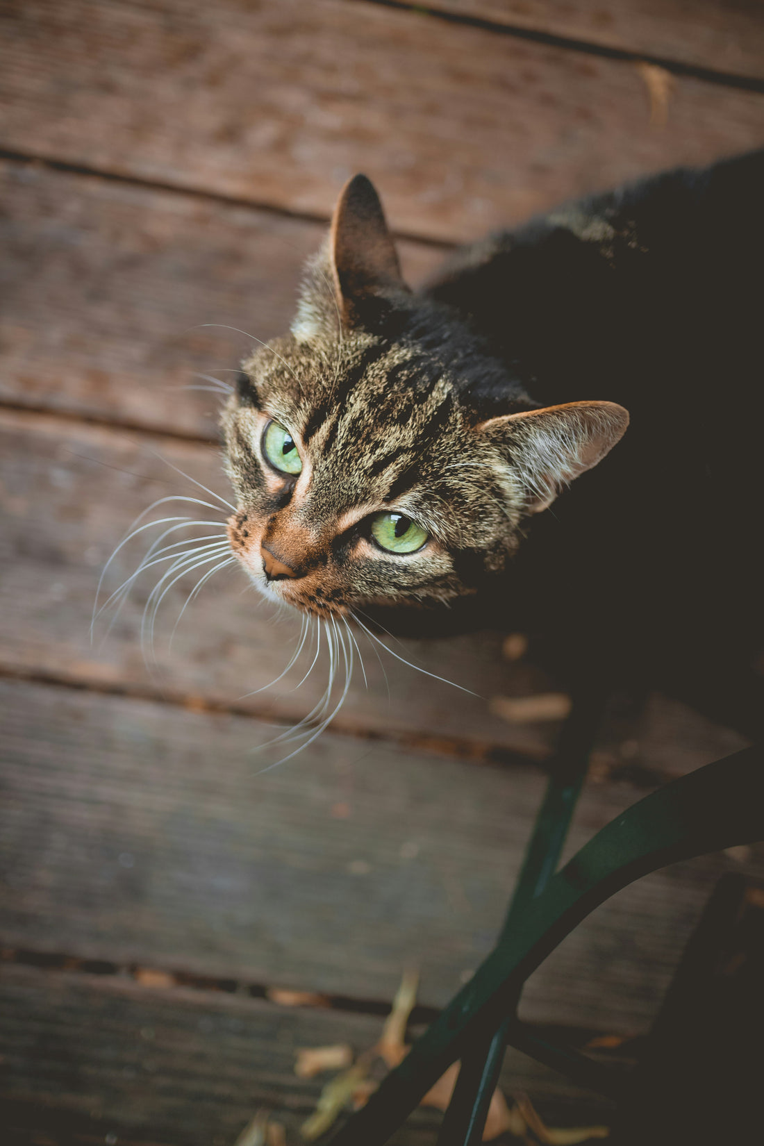 La Importancia de los Bigotes en los Gatos: Funciones, Cantidad y Cuidados